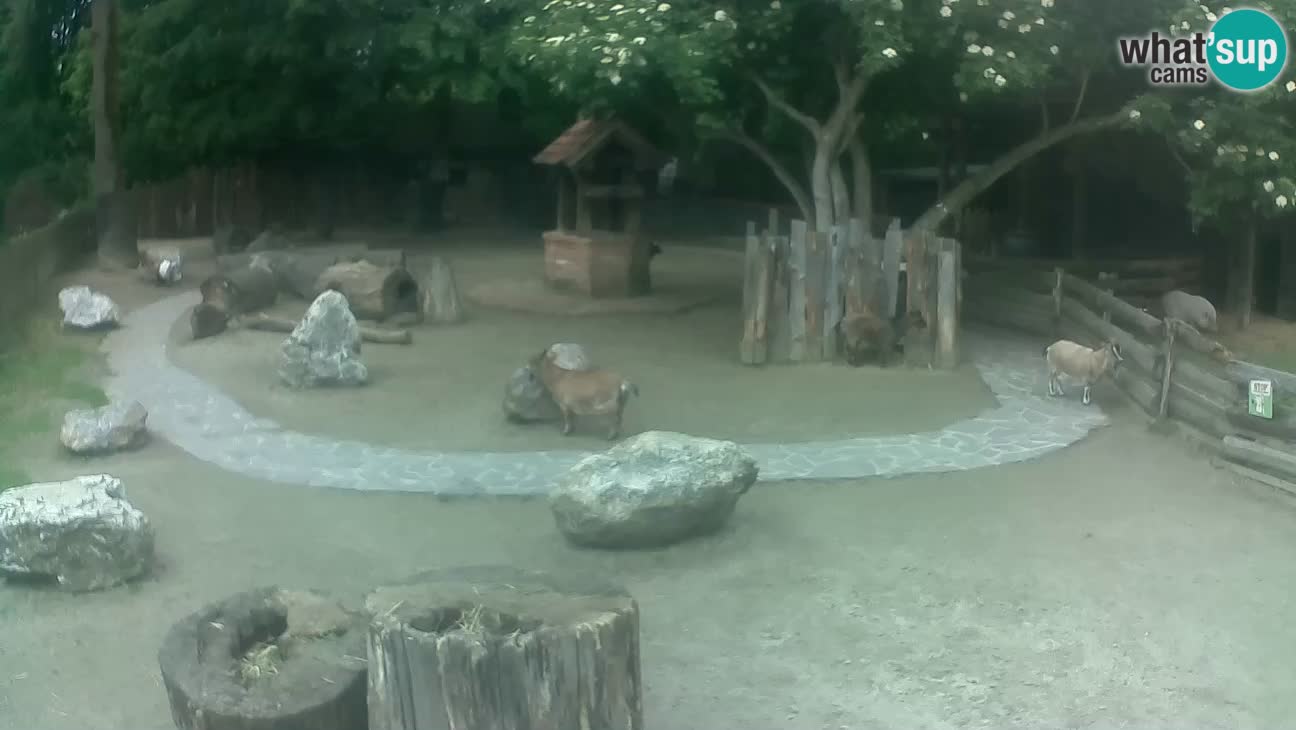 Zoo Zagreb – Brown Capuchin