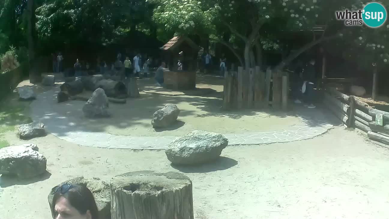 Zoo Zagreb – Rjava kapucinka