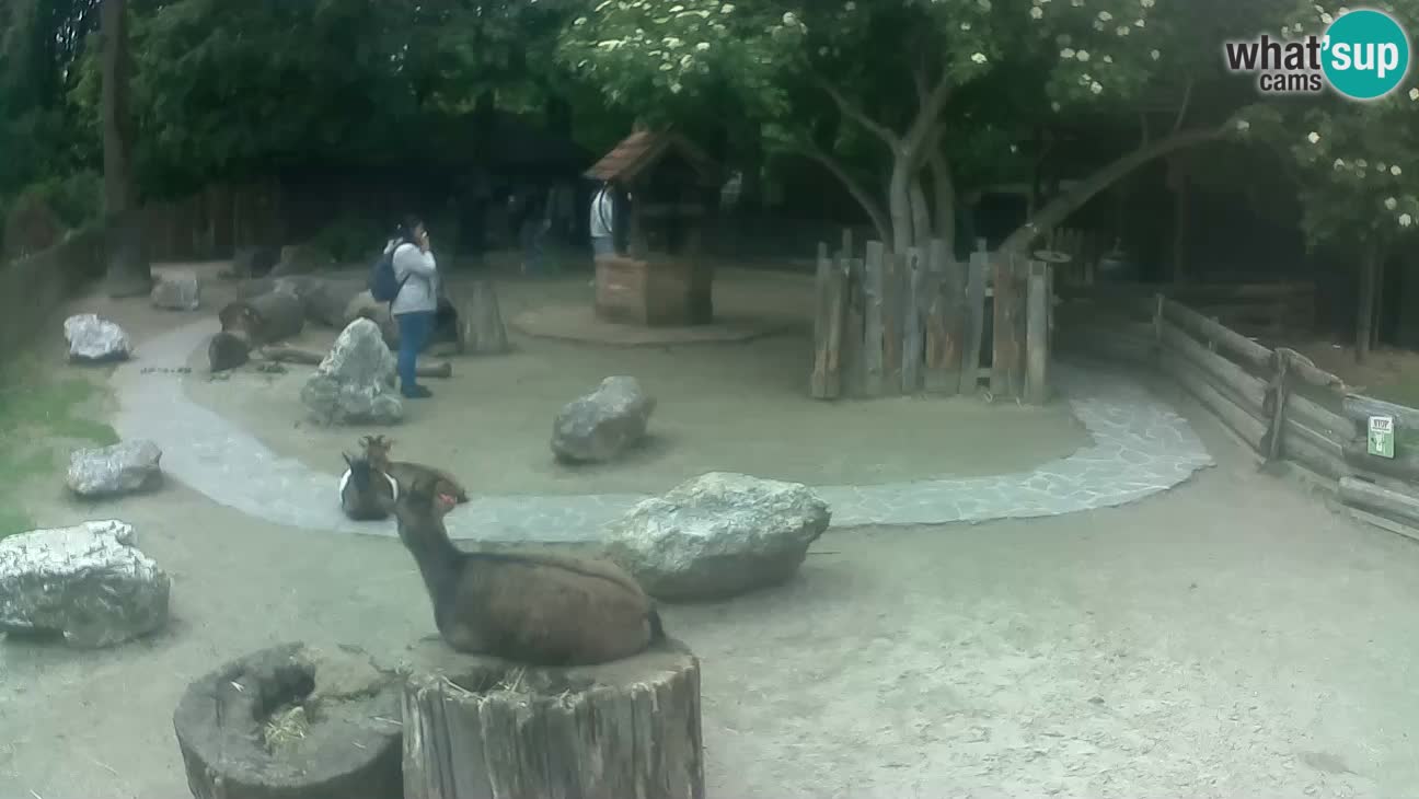 Zoo Zagreb – Brown Capuchin