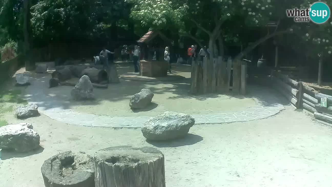 Zoo Zagreb – Haubenkapuziner