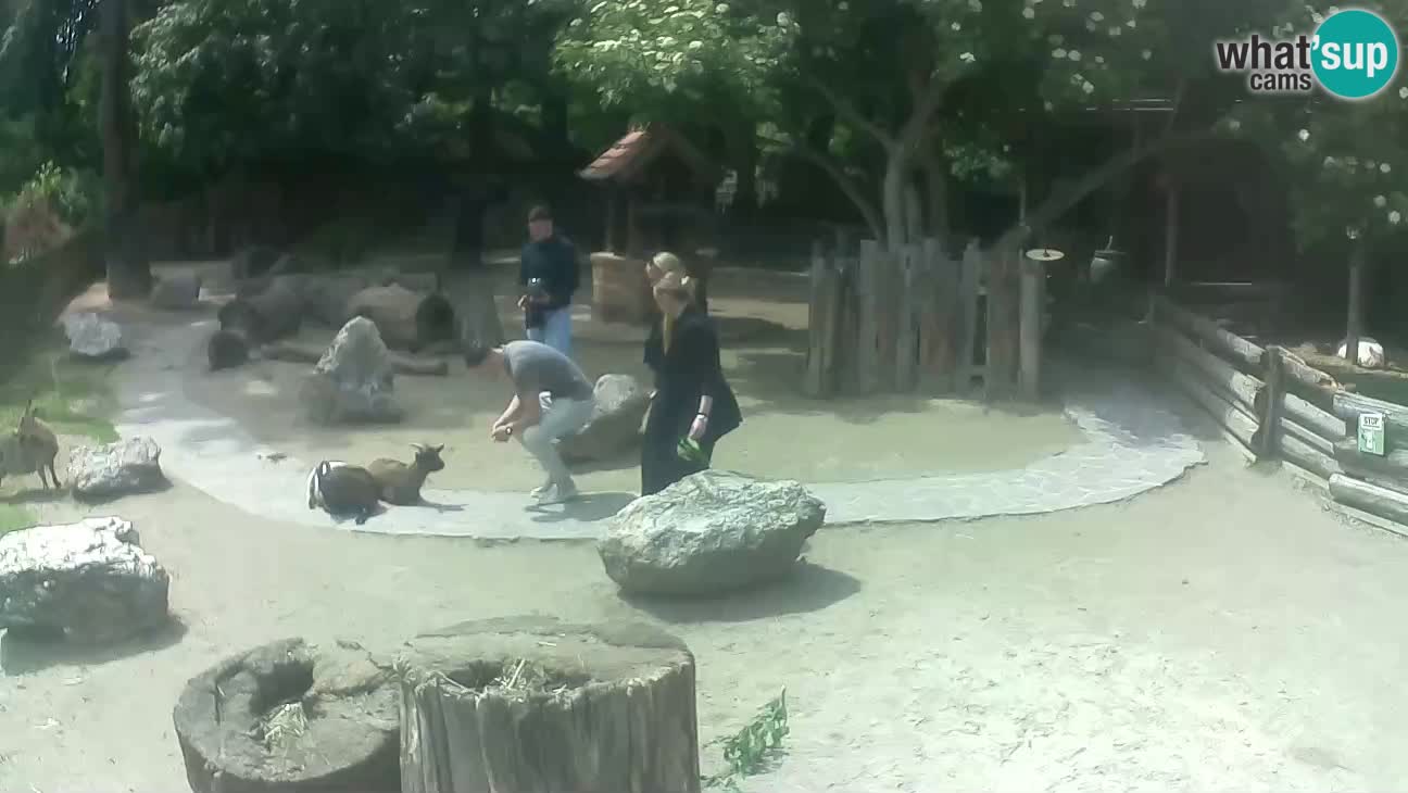 Zoo Zagreb – Brown Capuchin