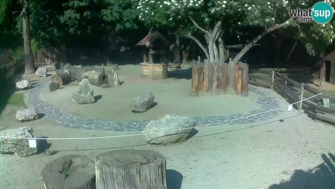 Zoo Zagreb – Cebo dai cornetti