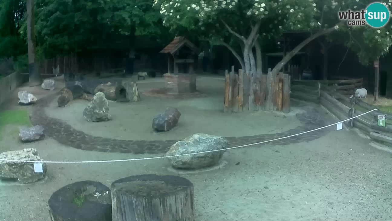 Zoo Zagreb –  Mono maicero