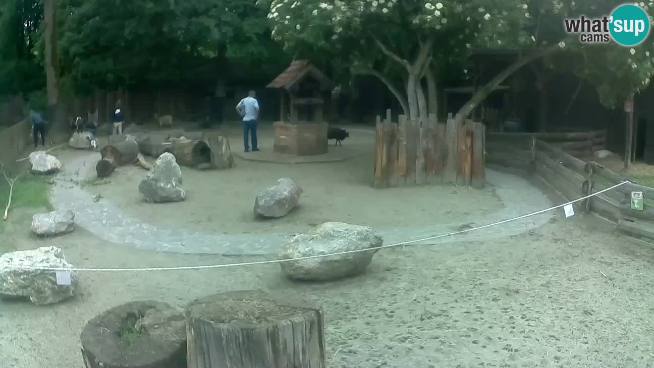 Zoo Zagreb – Brown Capuchin