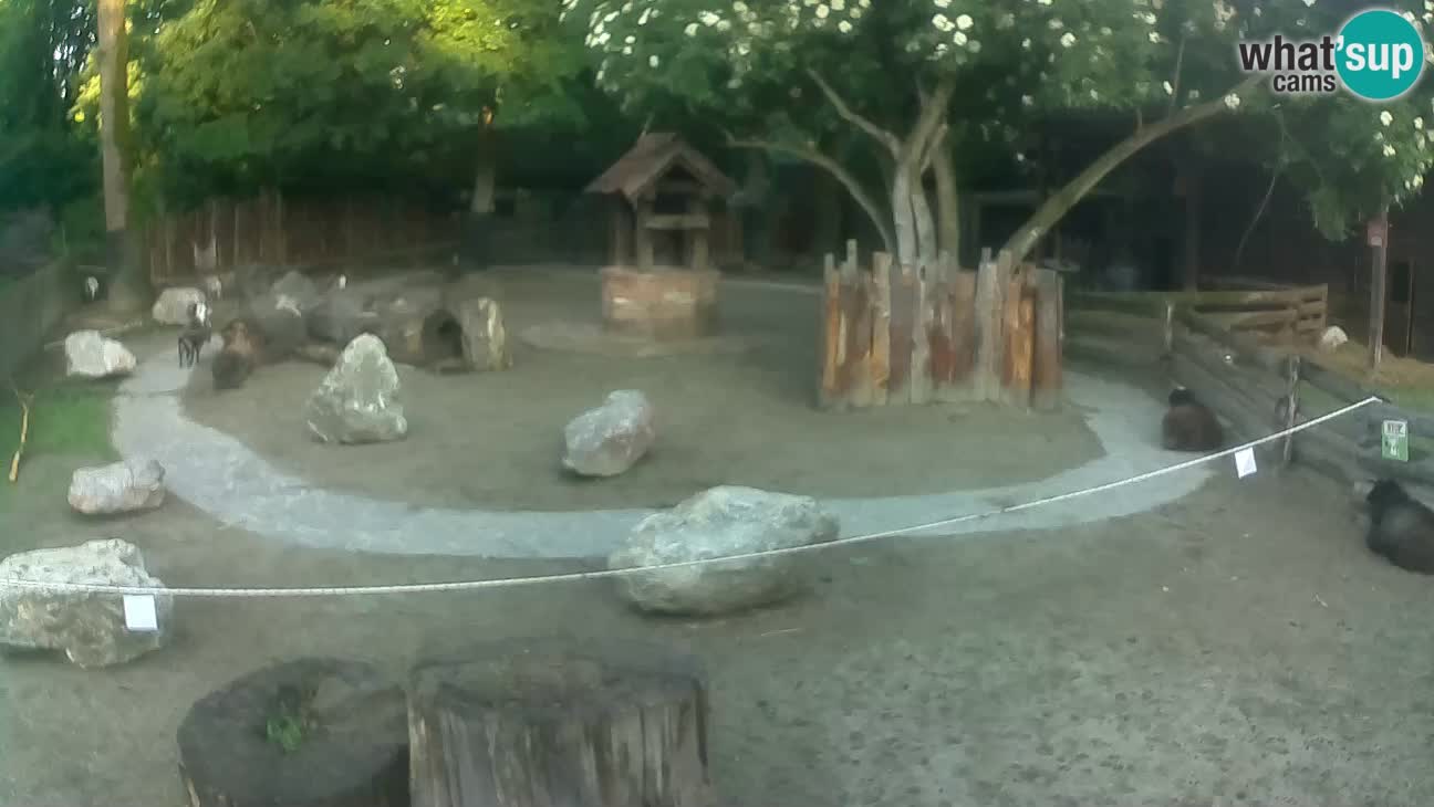 Zoo Zagreb – Cebus apella
