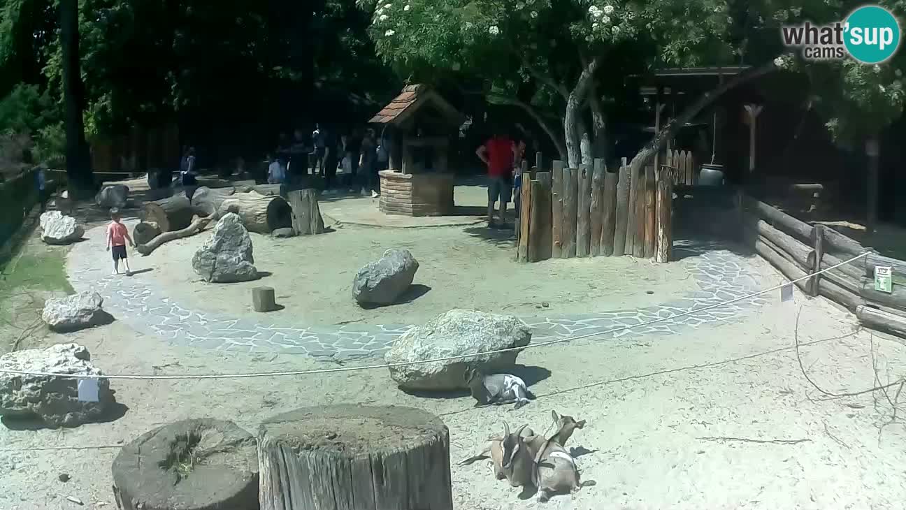 Zoo Zagreb – Rjava kapucinka