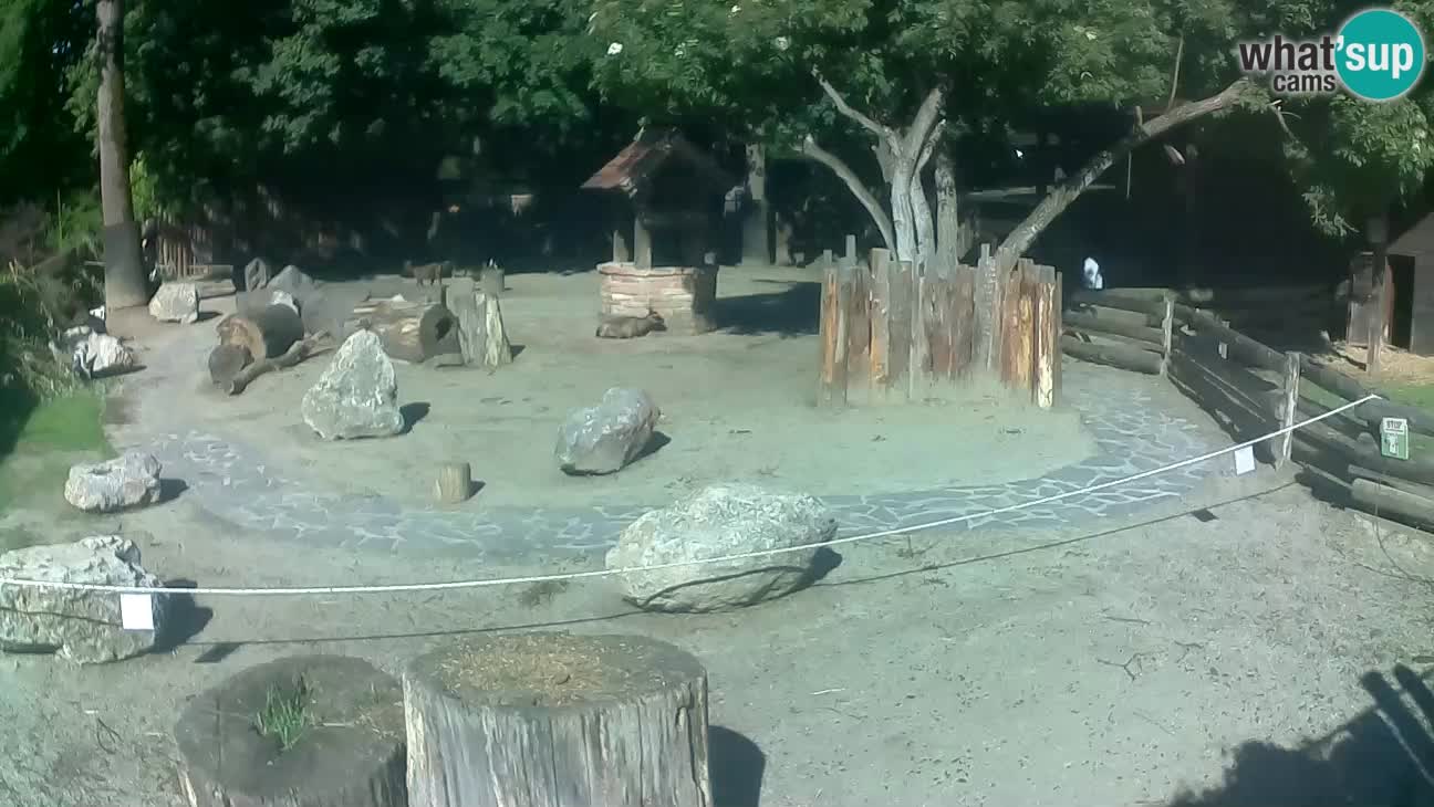 Zoo Zagreb – Rjava kapucinka