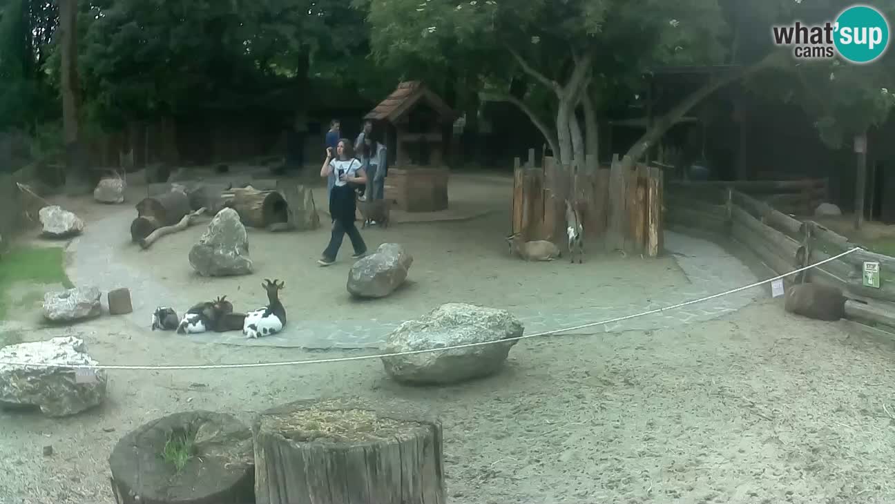 Zoo Zagreb – Haubenkapuziner