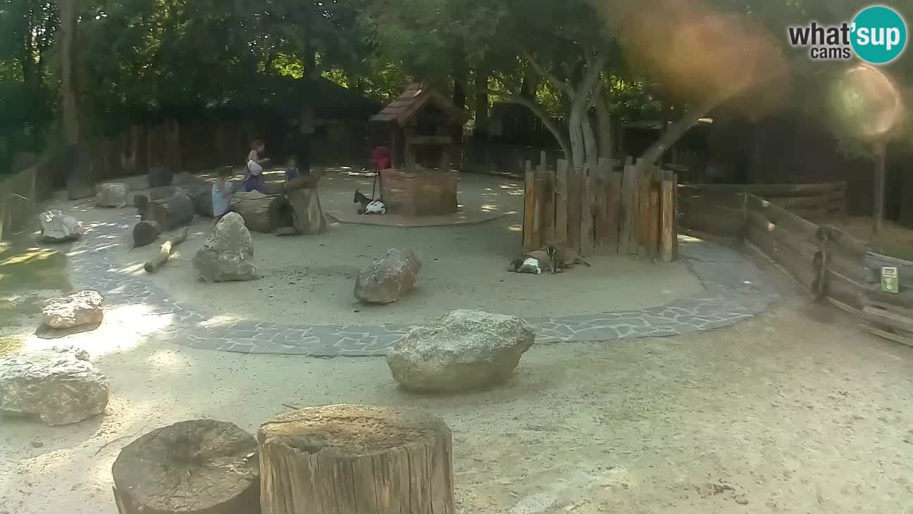 Zoo Zagreb – Cebus apella