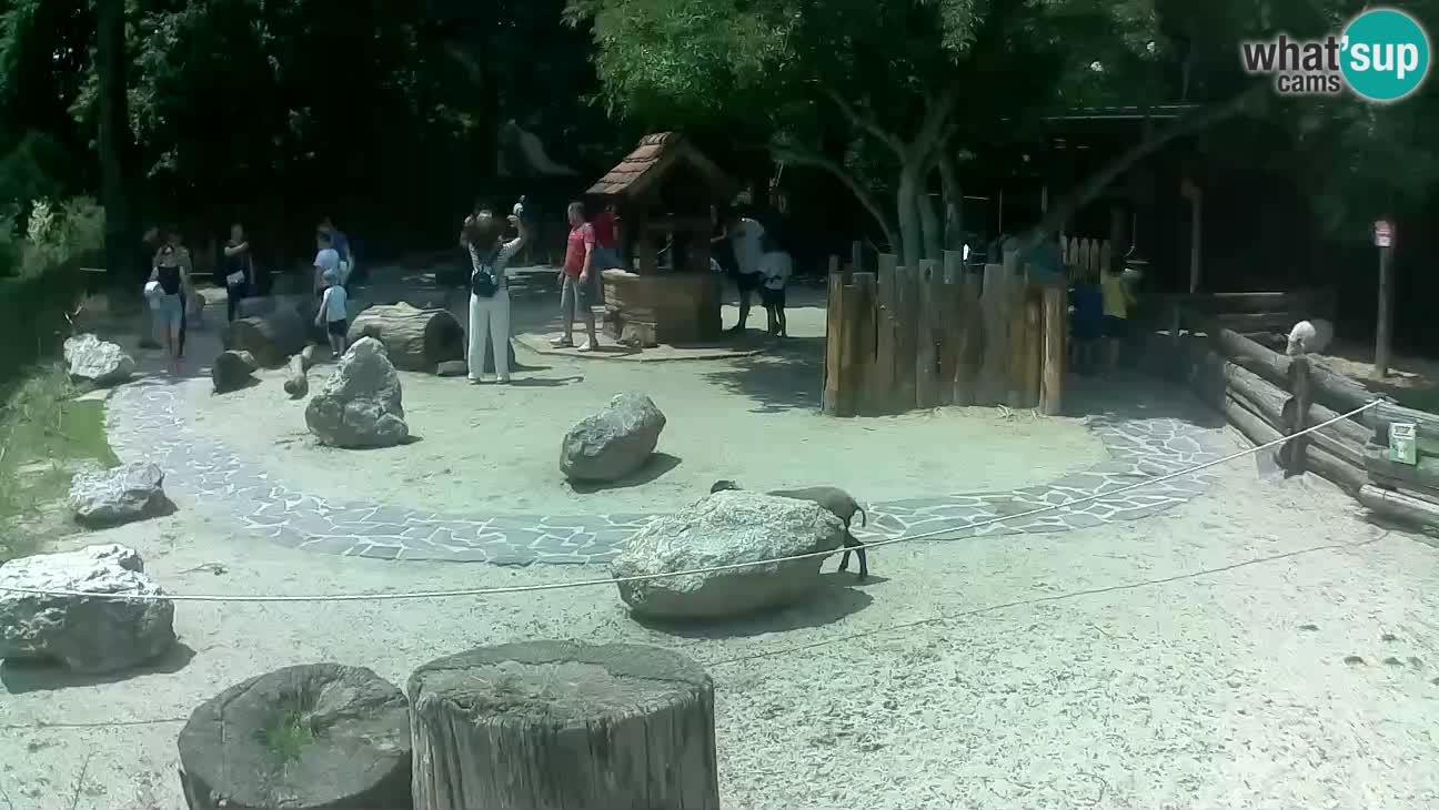 Zoo Zagreb –  Mono maicero