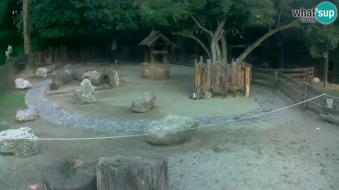 Zoo Zagreb – Brown Capuchin