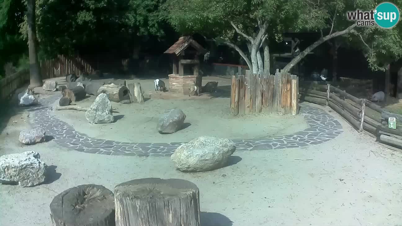 Zoo Zagreb – Cebus apella