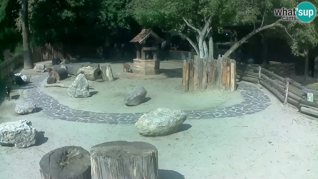 Zoo Zagreb – Rjava kapucinka