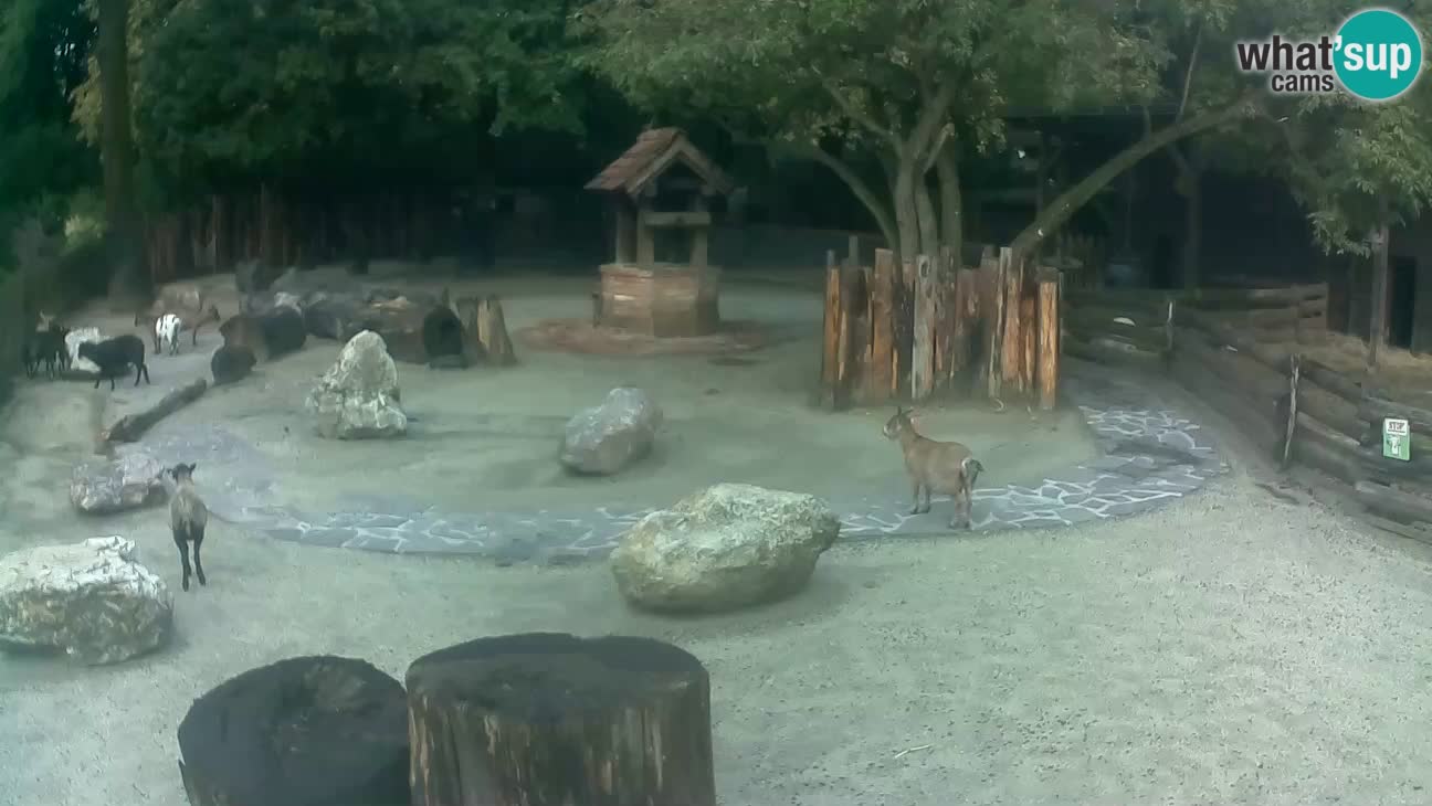 Zoo Zagreb – Cebo dai cornetti