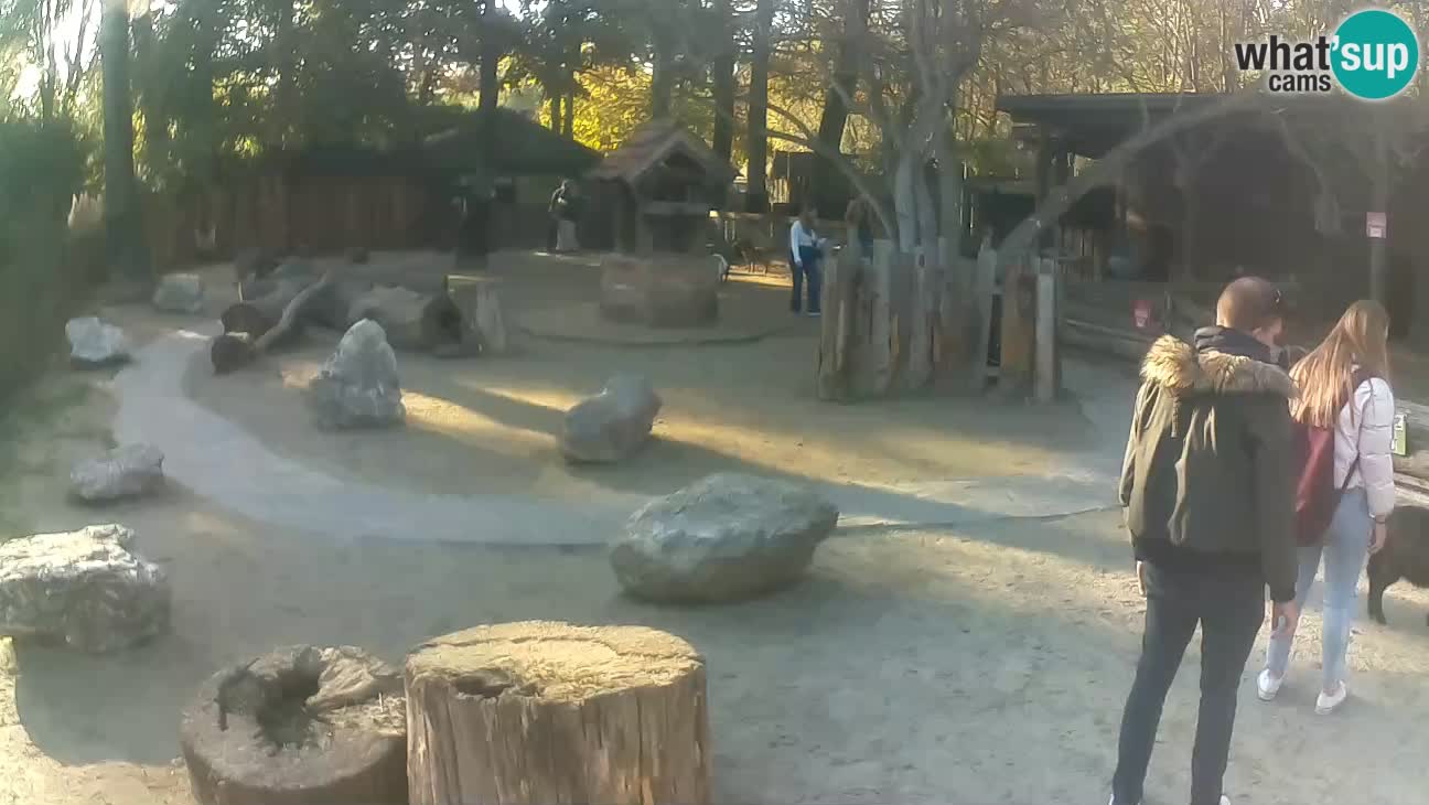 Zoo Zagreb –  Mono maicero