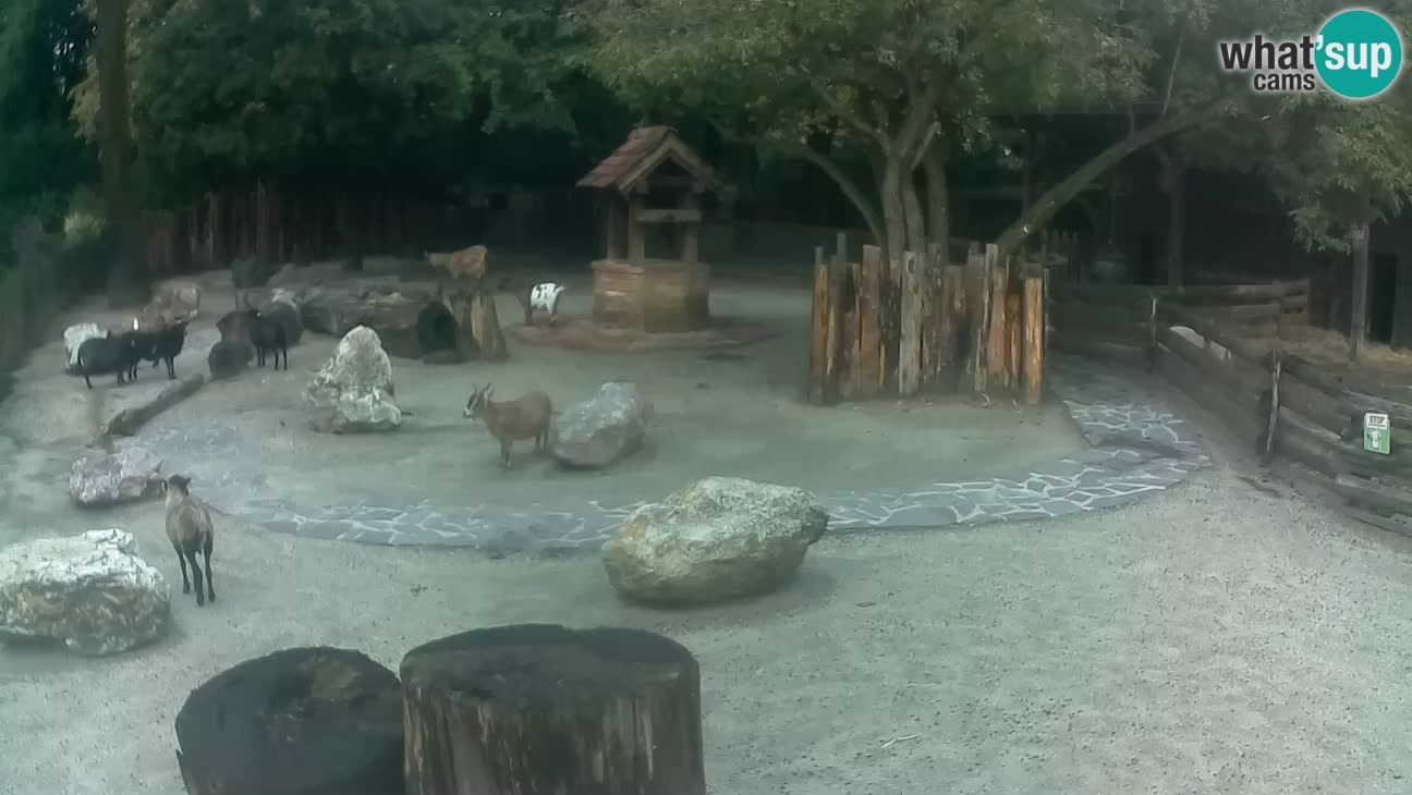 Zoo Zagreb – Cebo dai cornetti