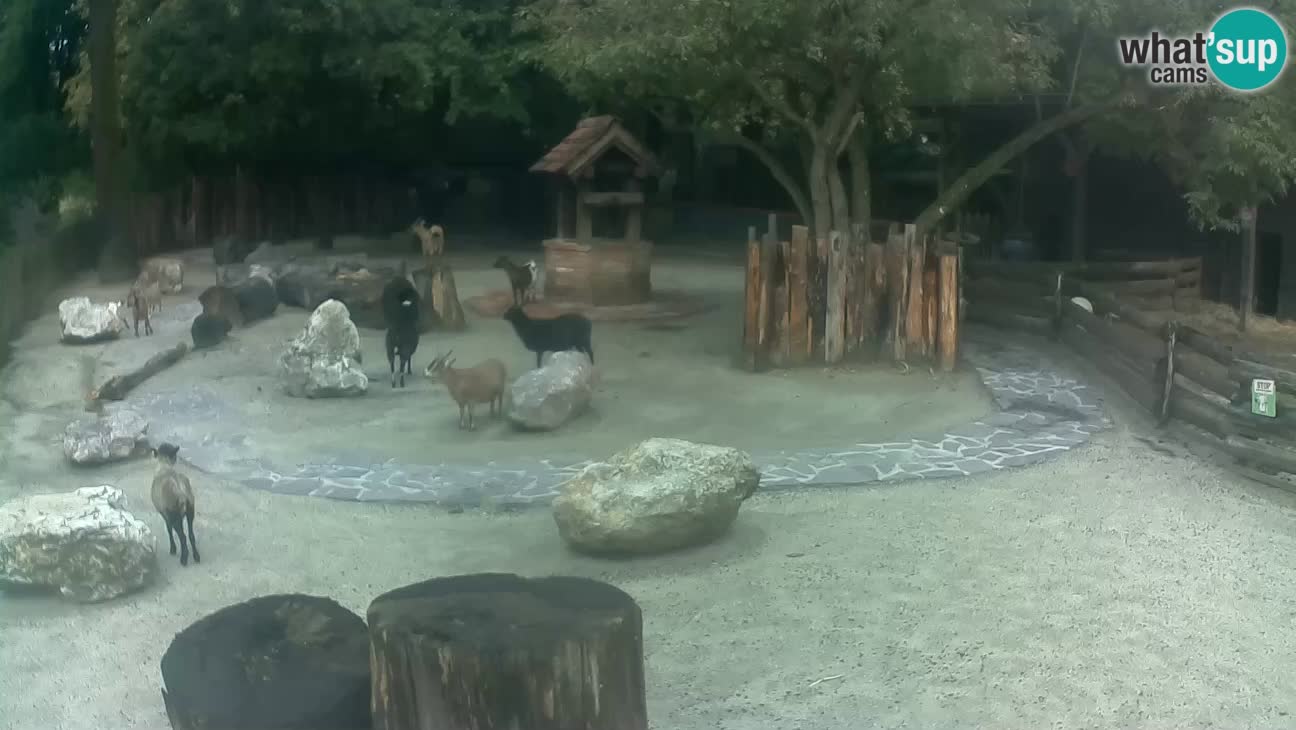 Zoo Zagreb – Cebo dai cornetti