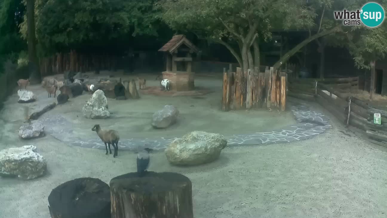 Zoo Zagreb – Rjava kapucinka