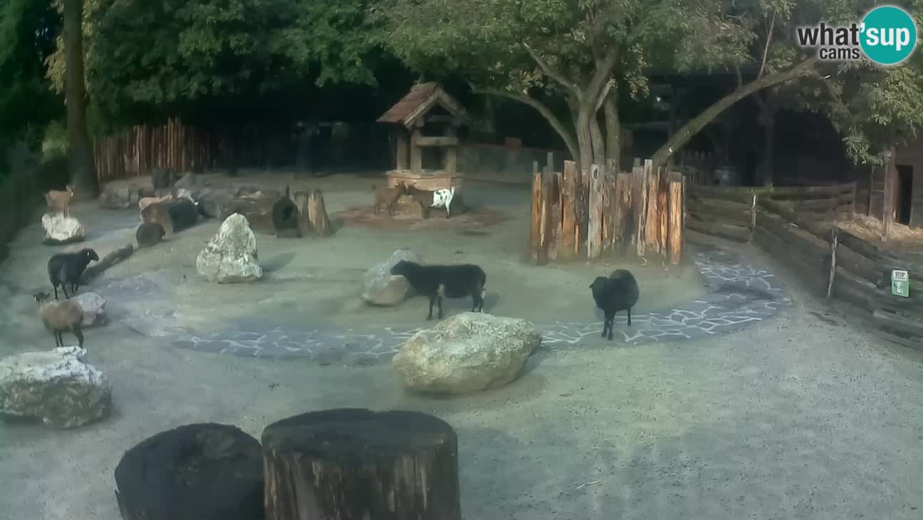 Zoo Zagreb – Cebo dai cornetti