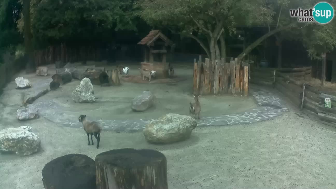 Zoo Zagreb – Cebo dai cornetti