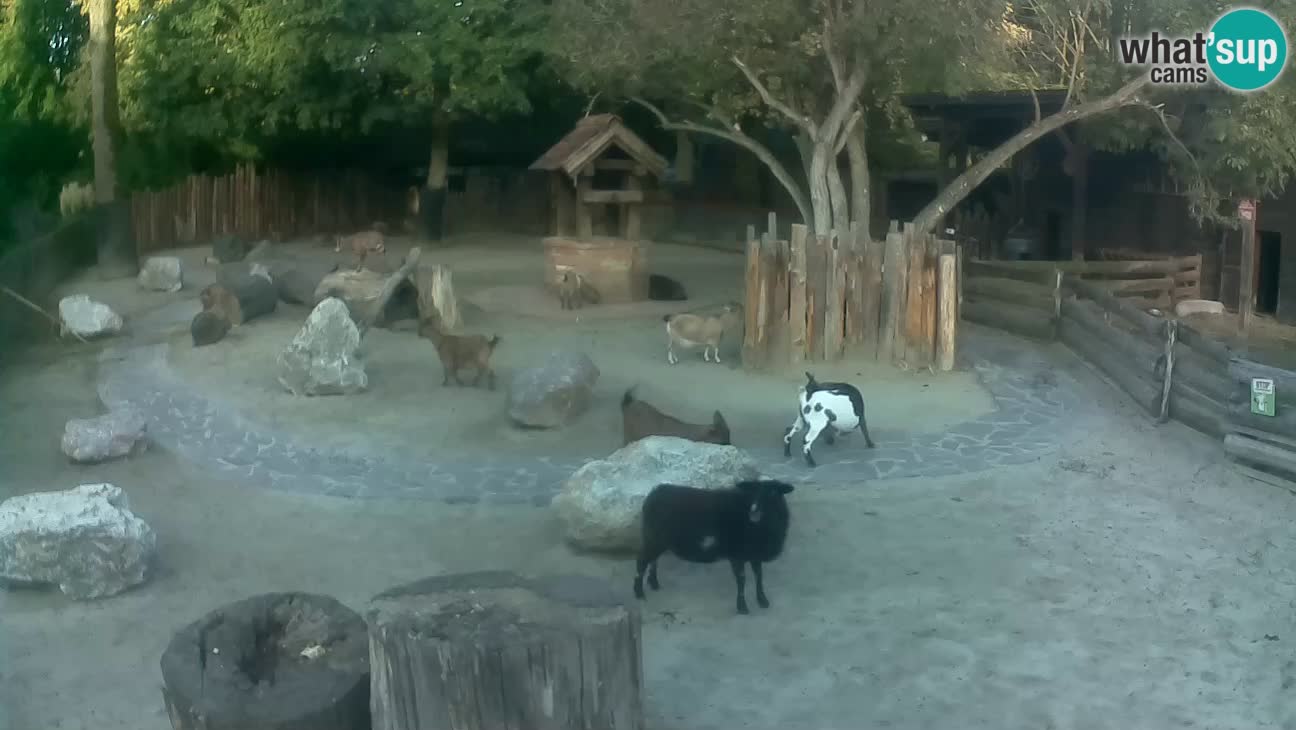 Zoo Zagreb –  Mono maicero