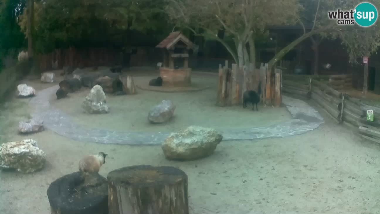 Zoo Zagreb – Cebo dai cornetti