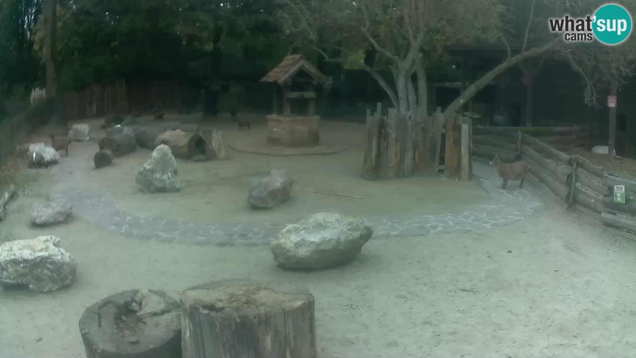 Zoo Zagreb – Cebo dai cornetti