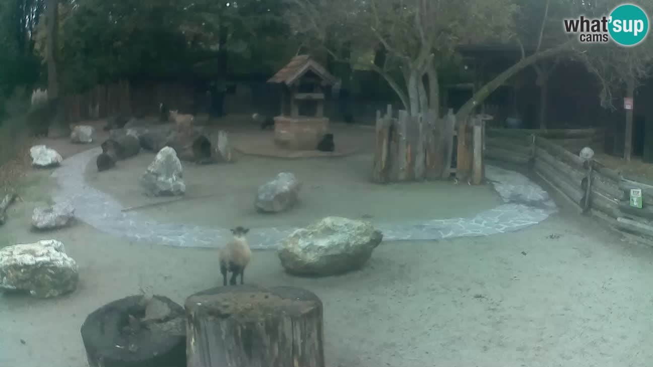 Zoo Zagreb –  Mono maicero