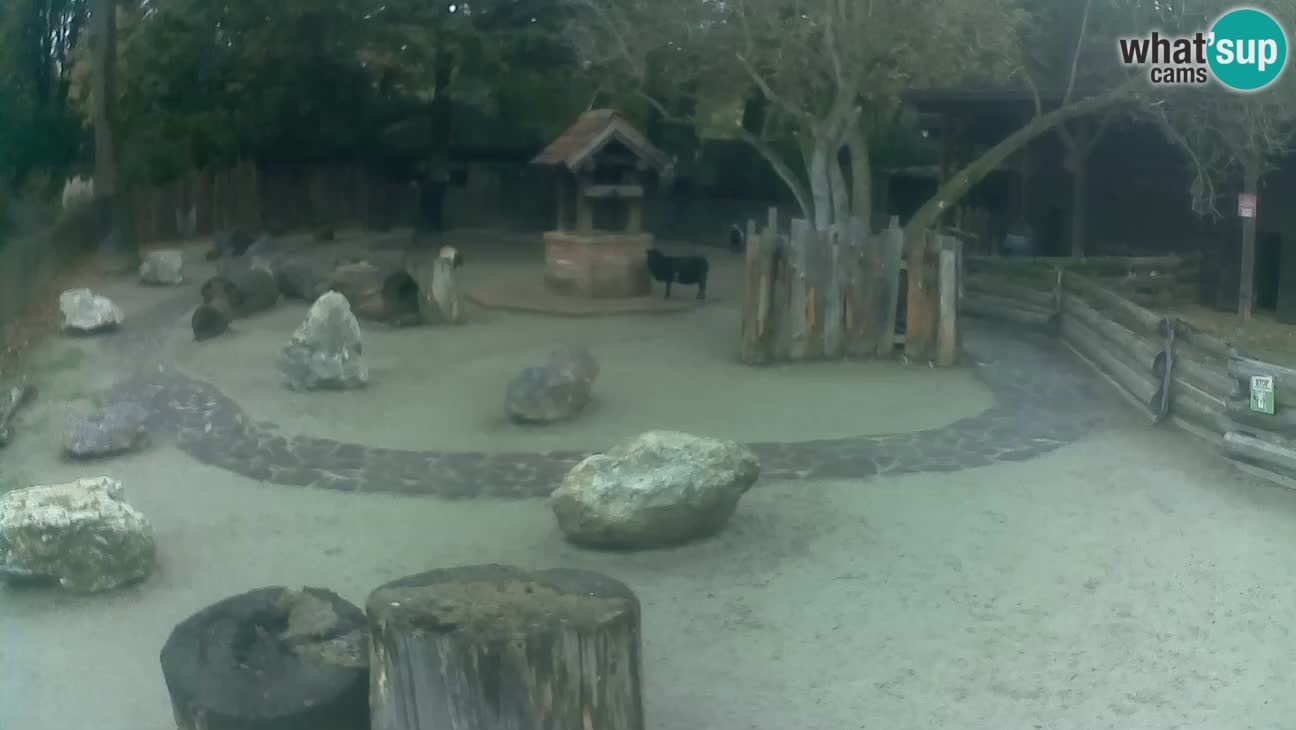 Zoo Zagreb –  Mono maicero