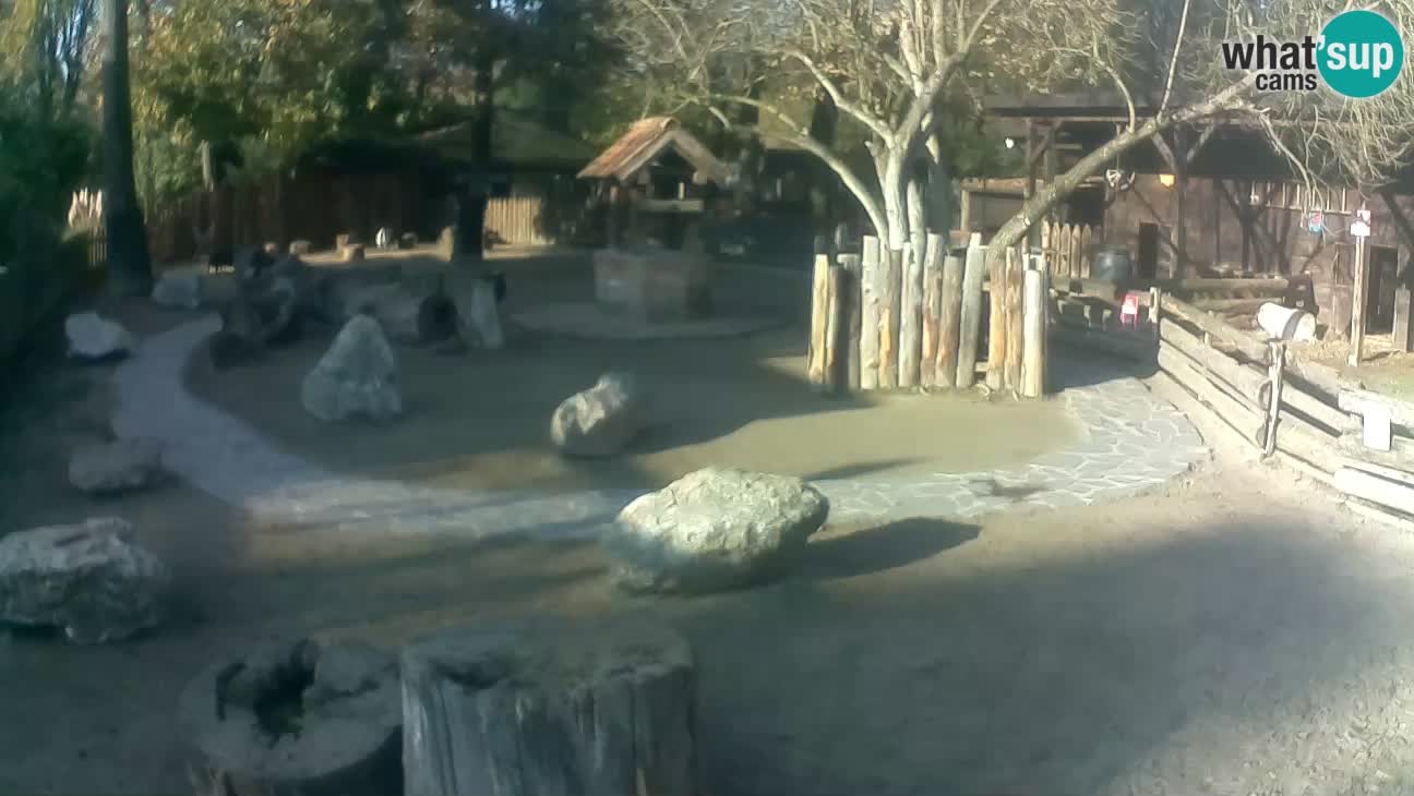 Zoo Zagreb – Haubenkapuziner