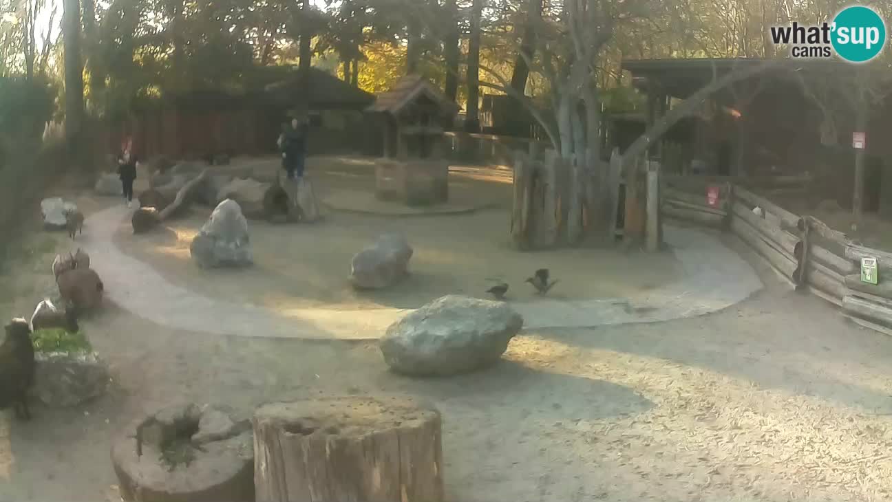 Zoo Zagreb –  Mono maicero