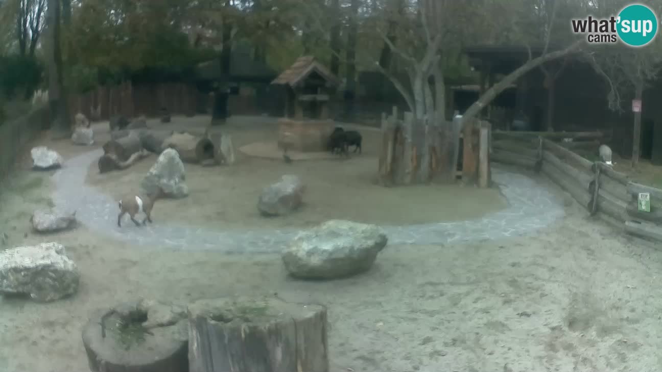 Zoo Zagreb –  Mono maicero