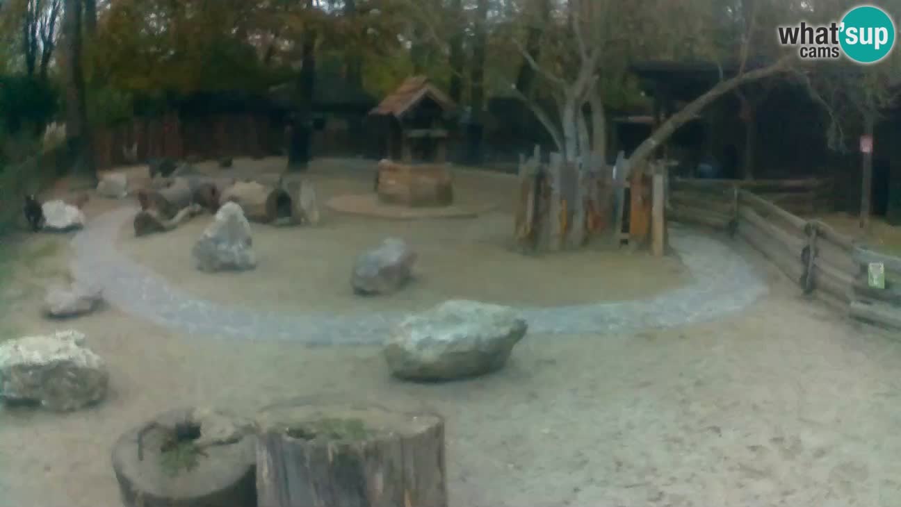 Zoo Zagreb –  Mono maicero