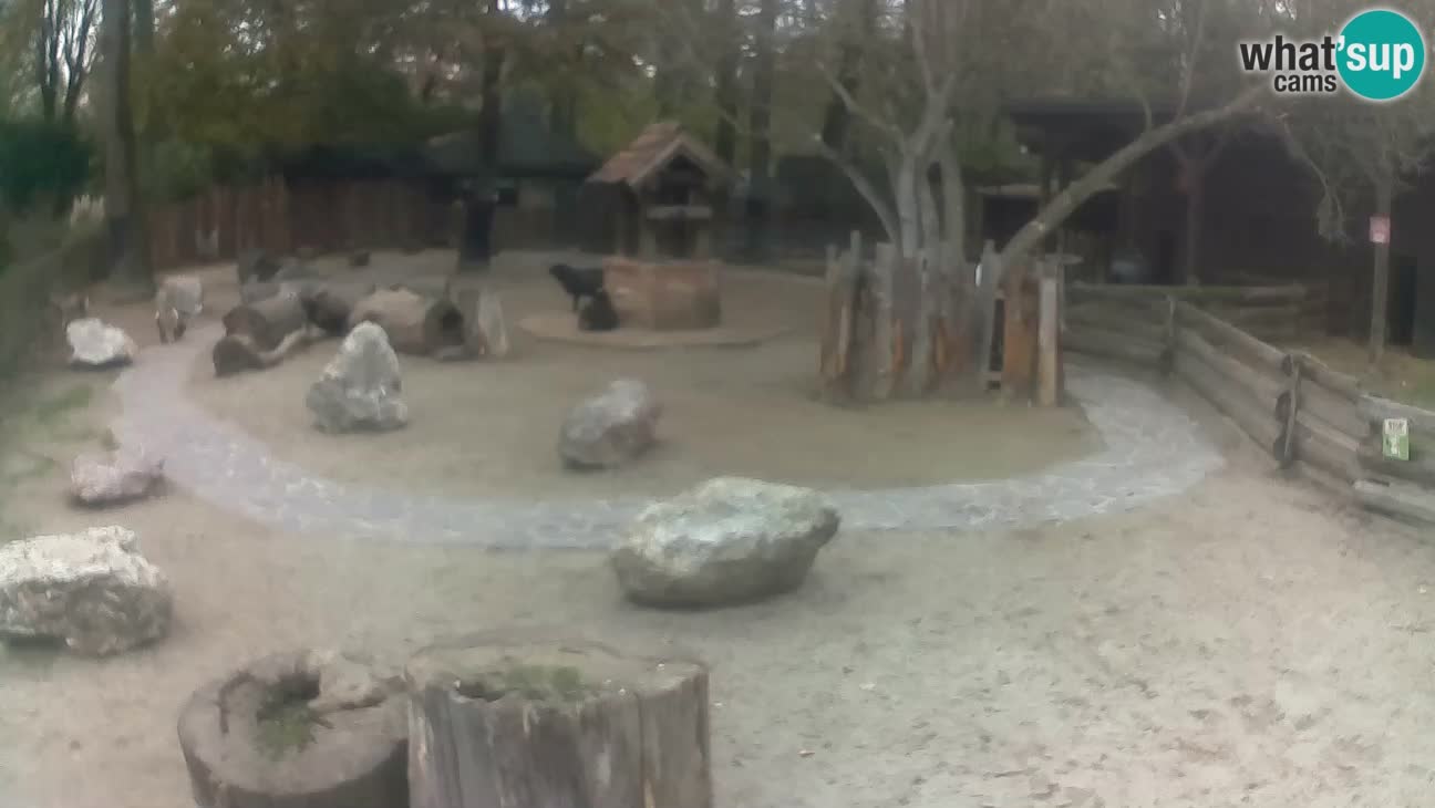 Zoo Zagreb –  Mono maicero