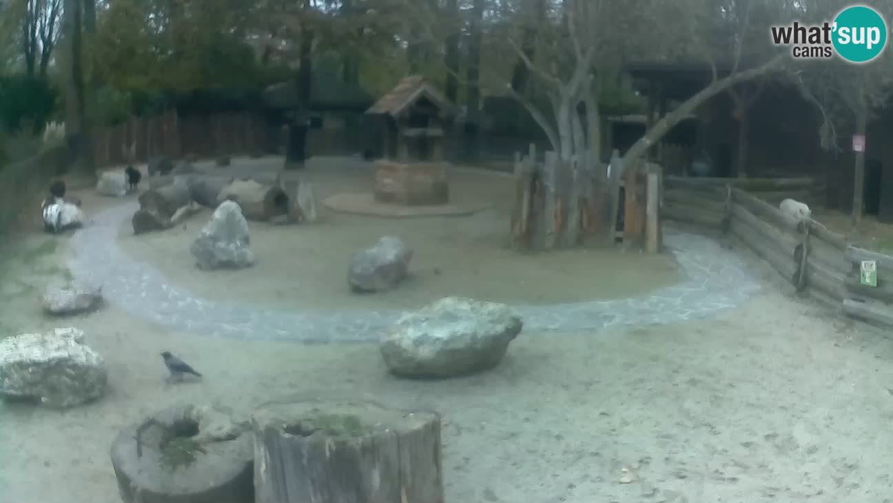 Zoo Zagreb – Cebo dai cornetti