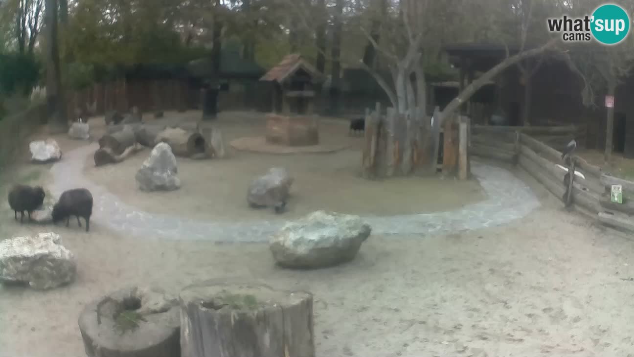 Zoo Zagreb – Cebo dai cornetti