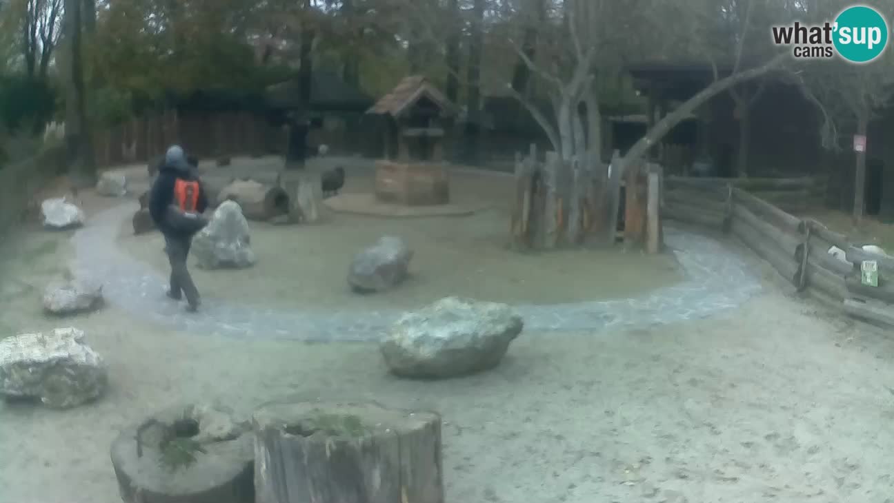 Zoo Zagreb –  Mono maicero