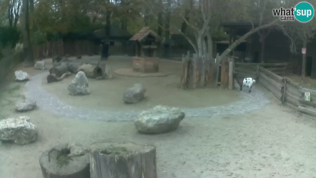 Zoo Zagreb –  Mono maicero