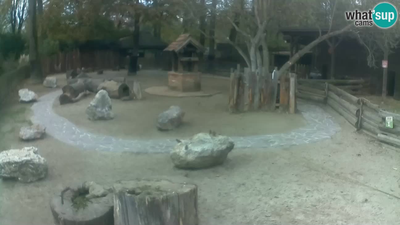 Zoo Zagreb – Rjava kapucinka