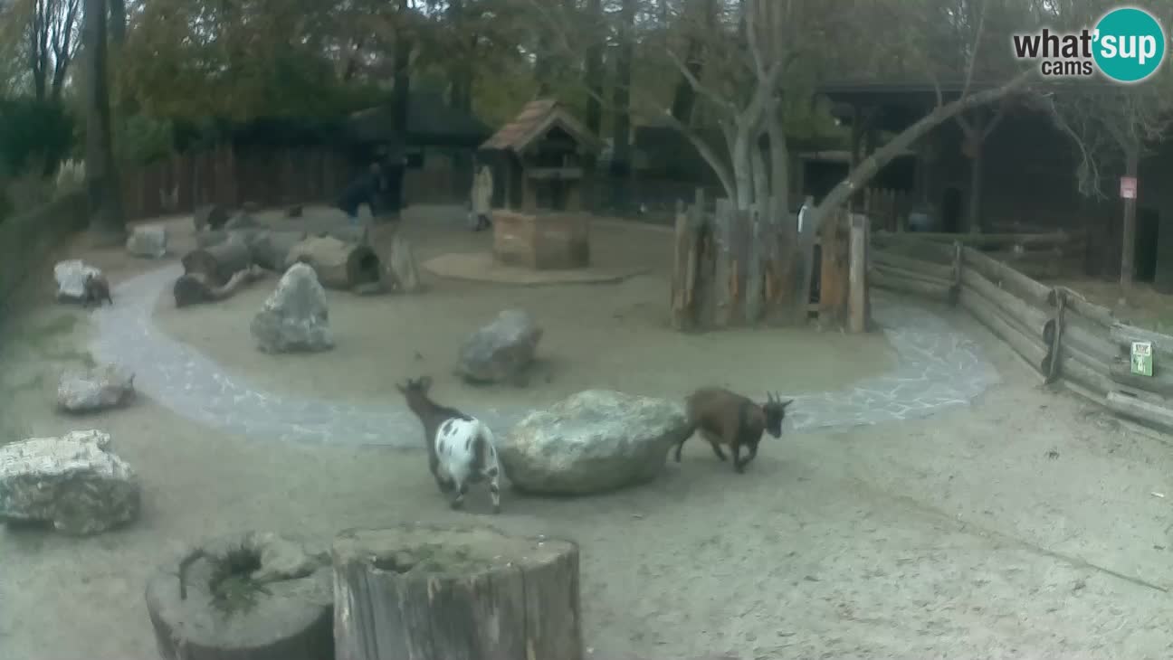 Zoo Zagreb –  Mono maicero