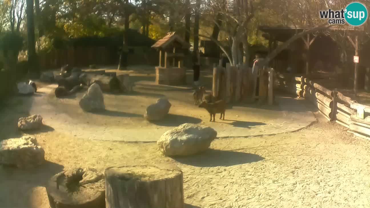 Zoo Zagreb – Cebo dai cornetti