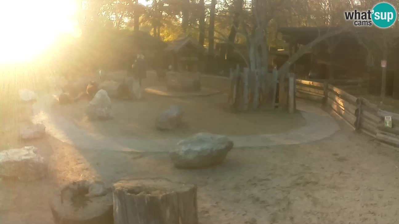 Zoo Zagreb – Cebo dai cornetti