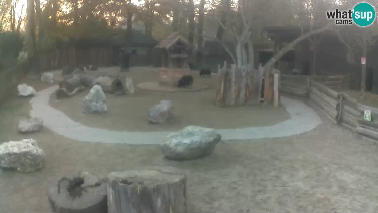 Zoo Zagreb – Rjava kapucinka