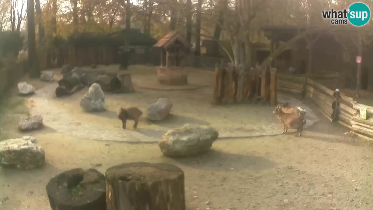 Zoo Zagreb – Haubenkapuziner