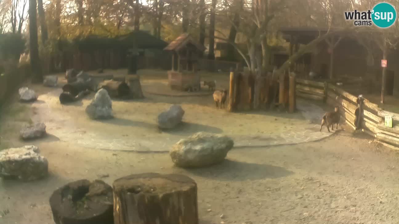 Zoo Zagreb – Haubenkapuziner