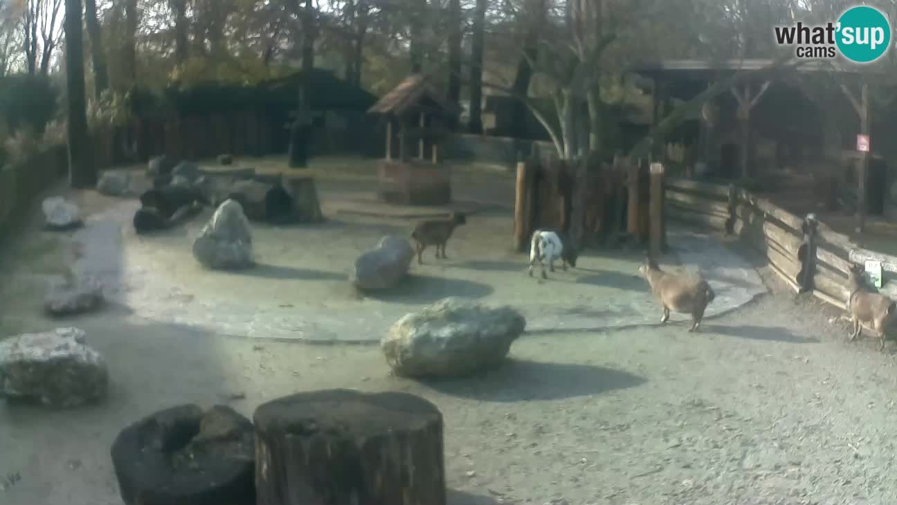 Zoo Zagreb – Haubenkapuziner