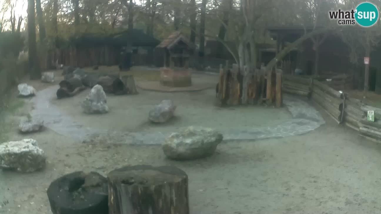 Zoo Zagreb – Haubenkapuziner