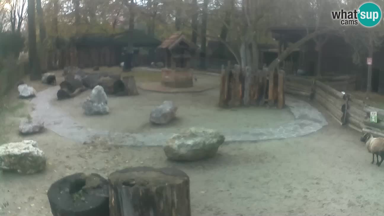 Zoo Zagreb – Rjava kapucinka