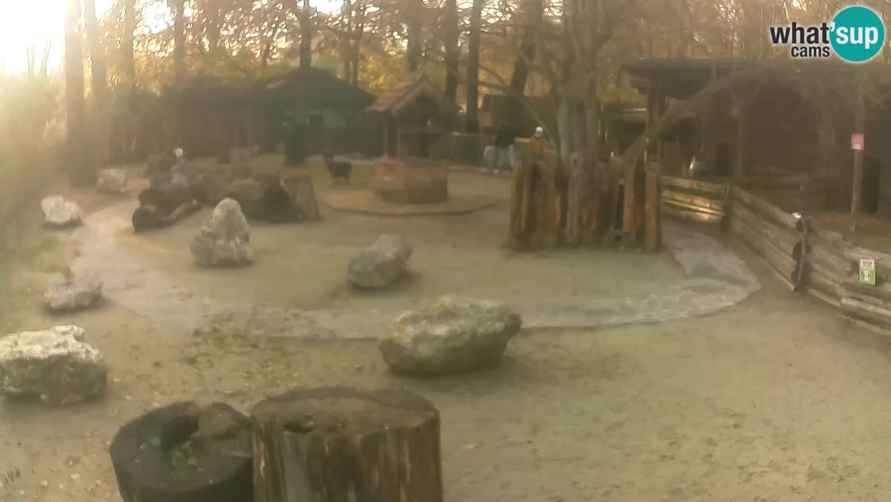 Zoo Zagreb – Haubenkapuziner