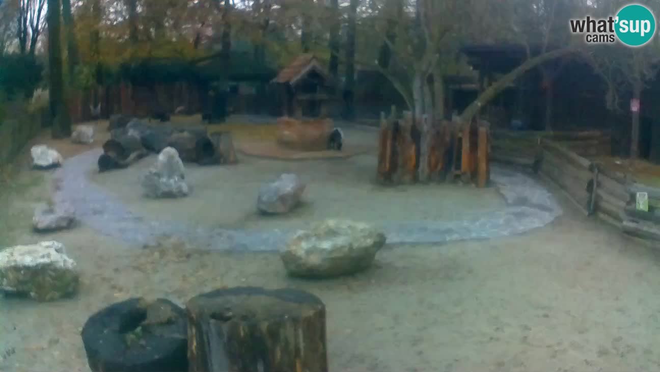 Zoo Zagreb – Haubenkapuziner